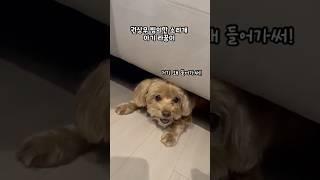 권상우 빙의한 소라게 아기 라꿍이 #강아지 #말티푸 #shorts