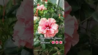 Hibiscus from bud to flower #hibiscus #flowers #pinkflowers