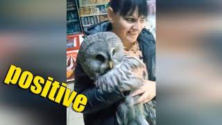 Another dose of positive mood boost #8. Owl came shopping