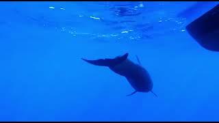 A young curious short finned pilot whale