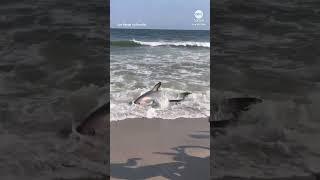 Thresher shark washes ashore on NYC beach - ABC News