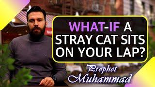 What If a Stray Cat Sits on Your Lap? | Life of Prophet Muhammad SAW