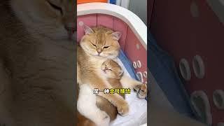 5个迹象证明猫把你当妈了 #新手养猫﻿ ﻿#养猫经验分享﻿ ﻿#猫咪行为学﻿ ﻿#猫咪心理﻿ ﻿#养猫知识﻿ ﻿#养猫攻略﻿ ﻿#养猫必看﻿ ﻿#养猫日常 #貓咪 #貓咪日常 #cat #萌寵