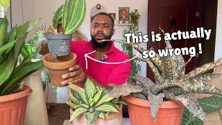 6 really bad Snake Plant mistakes you have been making!