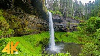 Exploring Summer Beauty of Silver Falls State Park - 4 Hours Scenic Relax Film + Nature Sounds