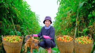 Harvesting Ripe Red Tomatoes Goes To Market Sell - Cooking, Farm, Gardening, Daily Life | Tieu Lien