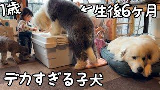 【デカ！】どんどん大きくなる子犬の成長が凄まじくて生後６ヶ月ということが信じられません笑｜グレートピレニーズ＆オールドイングリッシュシープドッグ＆トイプードル