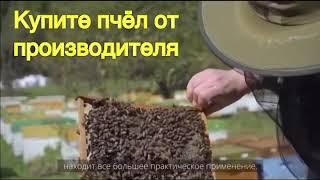 Купите пчелопакеты Карника или Бакфаст