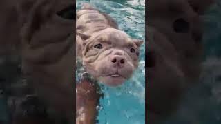 Adorable Puppy Learns to Swim!