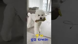 닭삶아줘 #강아지 #동물농장강아지 #반려견 #강아지일상 #애견영상 #집사 #강아지브이로그 #동물키우기 #하얀강아지