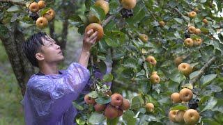 2 year living in forest, Harvest the pear fruit to market sell. Take Mic to the new garden