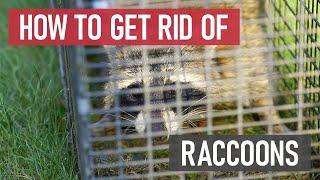 How to Get Rid of Raccoons [Humane Live Animal Control]