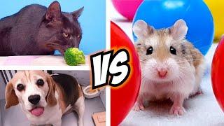 Team HAMSTER vs DOG vs CAT  Challenges for REAL LIFE PETS, who will win?