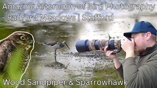 Late Summer Birdwatching/Photography at Radford Meadows | Wood Sandpiper & Sparrowhawk Sightings