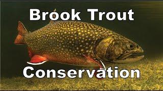 Brook Trout Conservation