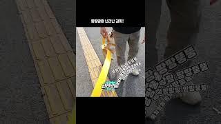 빨리봐야하는 영상 대전복합터미널이 낳은 대스타 2편 시바견 감자!