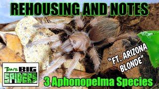 Aphonopelma species Rehousings ft. A. chalcodes