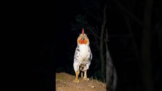 A New Strange Creature! Half Chicken,Half Cat! Capture on video #funnyvideo #funnyanimals #cats