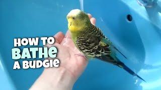 4 Ways to Bathe a Budgie