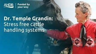 Stress free cattle handling systems with Dr Temple Grandin