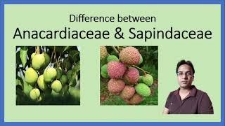 Anacardiaceae & Sapindaceae | M.Sc. final