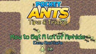 Pocket Ants Tips And Tricks - How to get More APHIDS FROM RAID