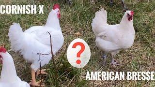 Switching out Breeding roosters, from an American Bresse to a Cornish Cross