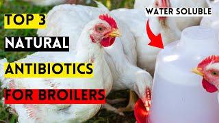 MY TOP 3 BEST NATURAL ANTIBIOTICS FOR BROILERS | CURE Any Common Chicken Disease Using These TREATS