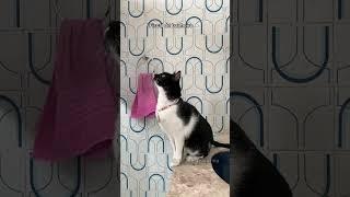 PROFISSÕES DOS MEUS GATOS!  #gatalunacatarina #shorts #euamogatos