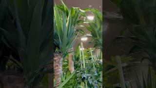 Can You Guess This Tree? Put a Leaf If You Know! #tree #shortvideo #nepaliinjapan #