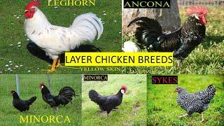 Layer Chicken Breeds