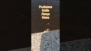 #рыбалка #клюет #лещнафидер #лещь #2025 #fishing #fish #донка #трофейнаярыбалка #