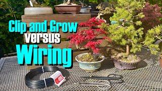 Bonsai: Clip and grow versus wiring