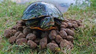 Turtles Love Fish Pellets!