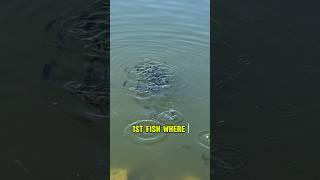 BIG Bluegill Fishing - Fish Catching Videos!! #shorts #fishing