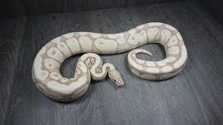 My visual Desert Ghost Morphs (Update April 21) - Königspython (Ball Python / Python Regius)