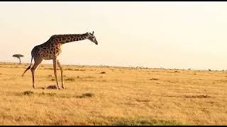 Giraffe accidentally kills calf while defending against lion in Maasai Mara, Kenya