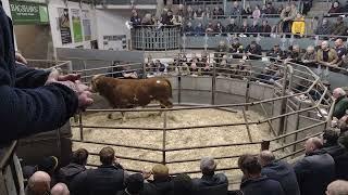 Cattle Market Auction