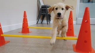 Puppy Fitness | Dogs Inc