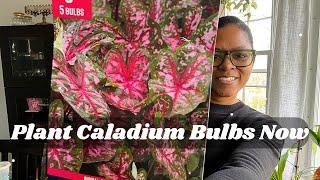 How to plant Caladium Bulbs | Get your Caladium Started Now | Caladium Bulbs are slow to grow