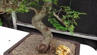 41 Year Old Chinese Elm Specimen Bonsai Tree - Curved Trunk Style