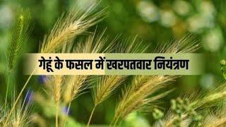 गेहूं की फसल में खरपतवार नियंत्रण।Weed control in wheat crop.