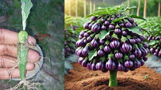 How to grow eggplant with many fruits, growing eggplant at home