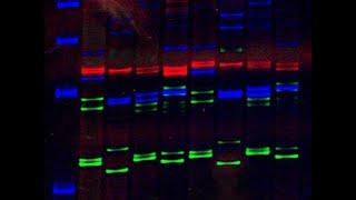 DNA fingerprint. Технология CRISPR-Cas: современное состояние и перспективы развития.