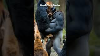 Two gorilla are deadly fight #trending #wildlifeentertainment #wildanimals #animallife #animals