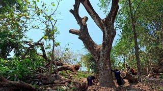 Old tree branching, cutting down large rain trees - stihl ms 881 chainsaw