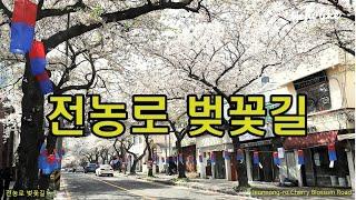 전농로 벚꽃길 #2025년 #Jeonnong-roCherryBlossomRoad #제주봄여행지 #제주벚꽃명소 #전농로왕벚꽃축제