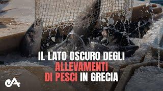 Nuova indagine: il lato oscuro degli allevamenti di pesci in Grecia | Essere Animali