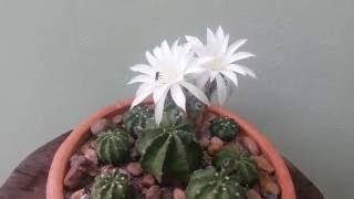 Coleção de Cactos & Suculentas: Lobívias [Echinopsis subdenudata]