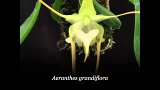 Orchid collection - Part 2 (Ada ,  Aerangis, Aeranthes, Aerides, Aganisia)